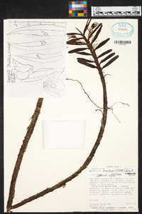 Maxillaria tonduzii image