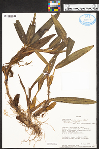 Maxillaria tubercularis image