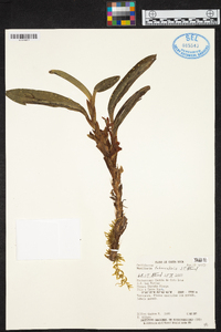 Maxillaria tubercularis image