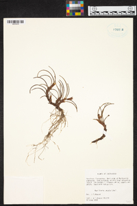 Maxillaria uncata image