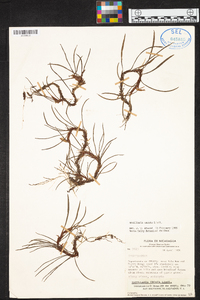 Maxillaria uncata image