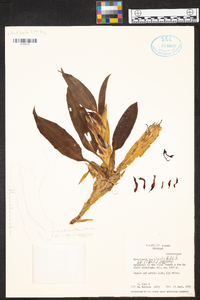 Maxillaria vaginalis image