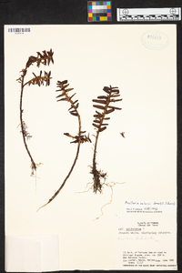 Maxillaria valerioi image