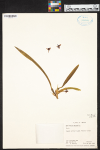 Maxillaria variabilis image