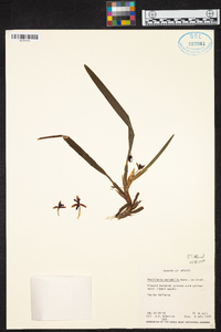 Maxillaria variabilis image