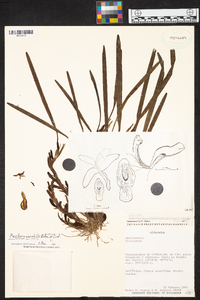 Maxillaria variabilis image