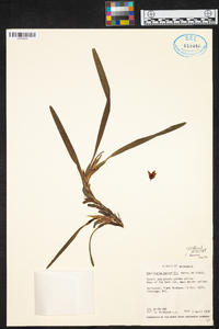 Maxillaria variabilis image