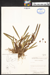 Maxillaria variabilis image