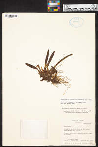 Maxillaria variabilis image