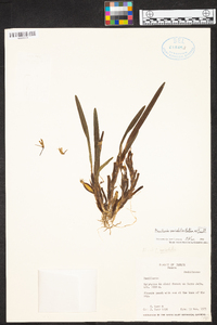 Maxillaria variabilis image