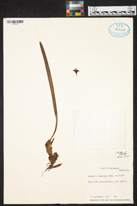 Maxillaria variabilis image