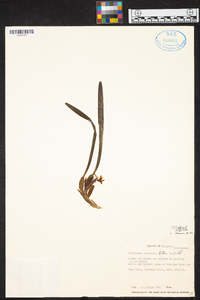 Maxillaria variabilis image