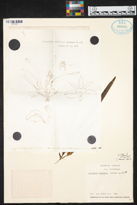 Maxillaria variabilis image