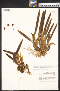 Maxillaria variabilis image