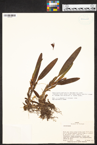 Maxillaria variabilis image