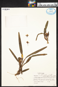 Maxillaria variabilis image