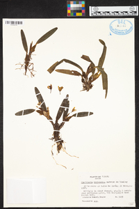 Maxillaria variabilis image