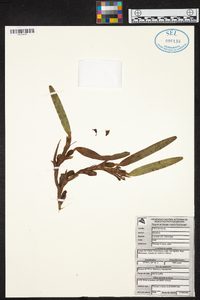 Maxillaria variabilis image