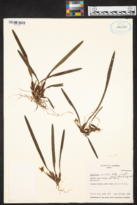 Maxillaria variabilis image