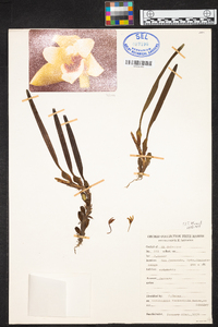 Maxillaria variabilis image