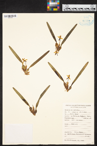 Maxillaria variabilis image