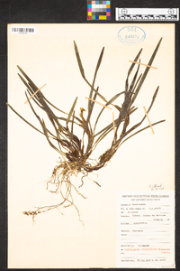 Maxillaria variabilis image