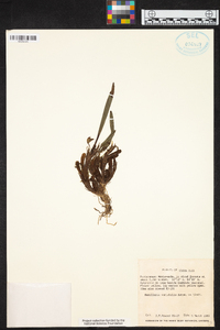 Maxillaria variabilis image