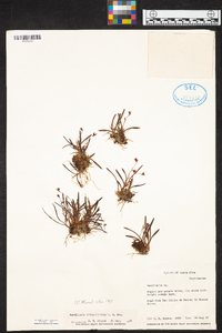 Maxillaria vittariifolia image
