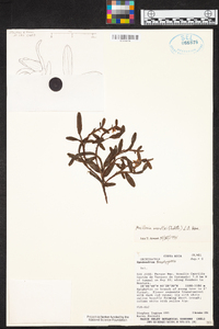 Maxillaria wercklei image