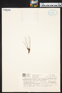 Maxillaria subulata image