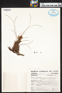 Maxillaria subulata image