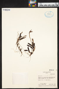 Maxillaria acuminata image