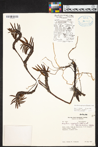 Maxillaria aggregata image