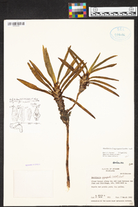 Maxillaria aggregata image