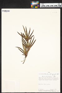 Maxillaria aggregata image