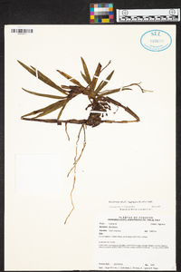 Maxillaria aggregata image
