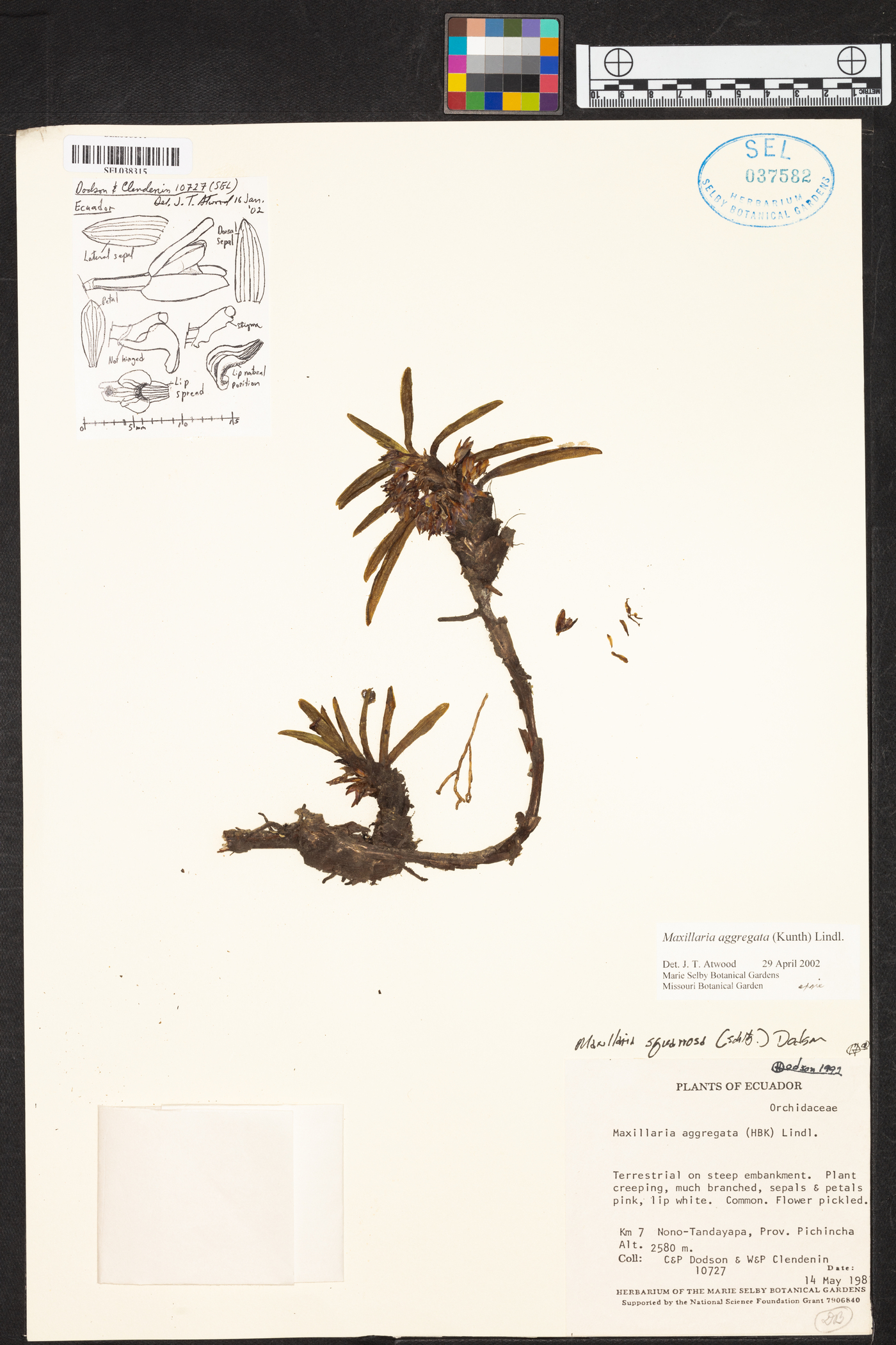 Maxillaria aggregata image