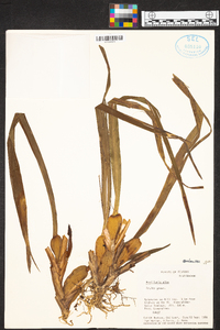 Maxillaria alba image