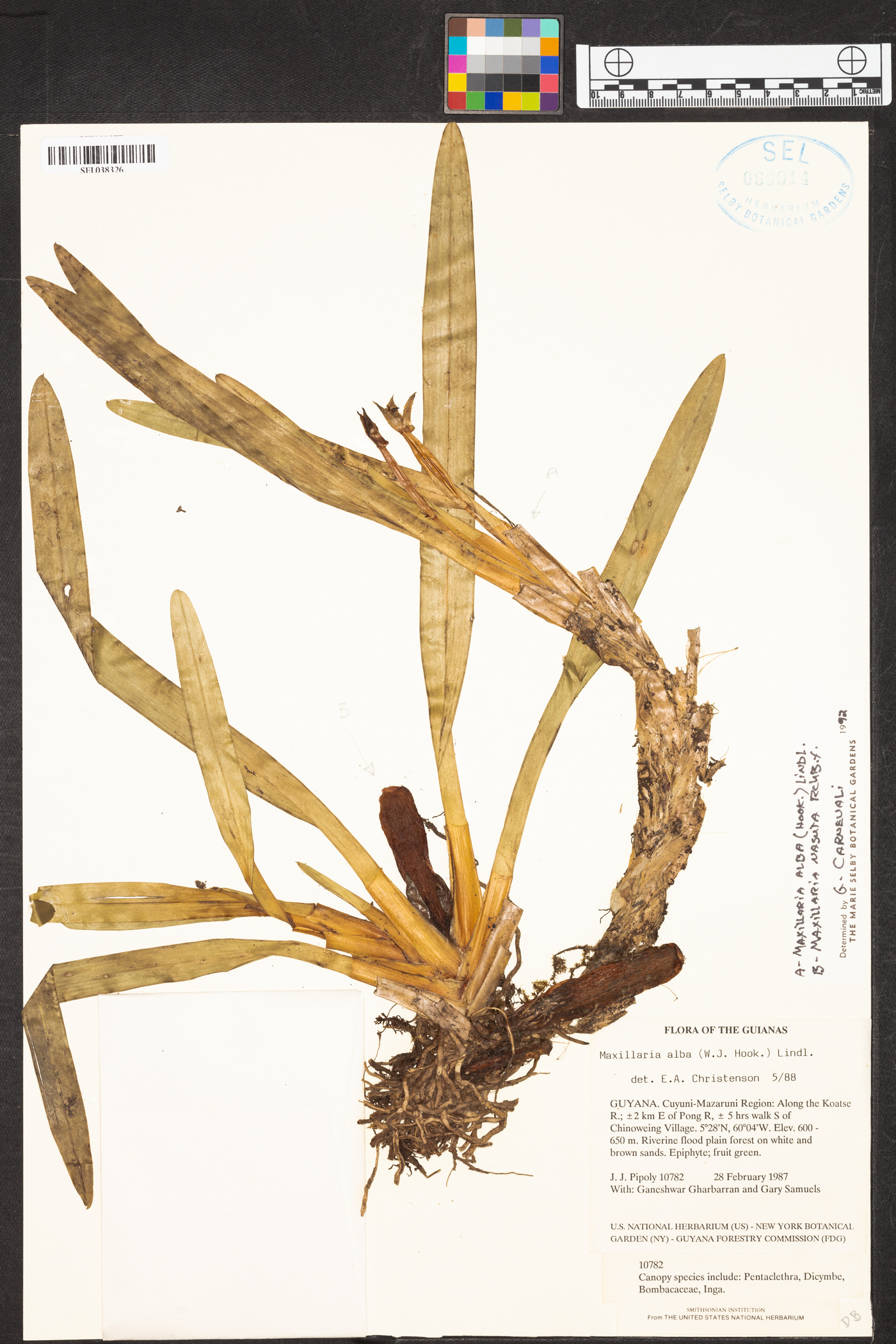 Maxillaria alba image