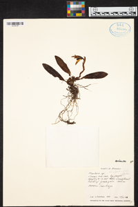 Maxillaria alpestris image