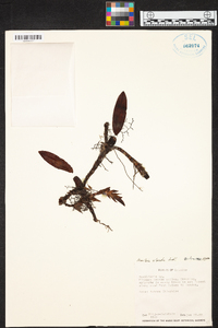 Maxillaria alpestris image