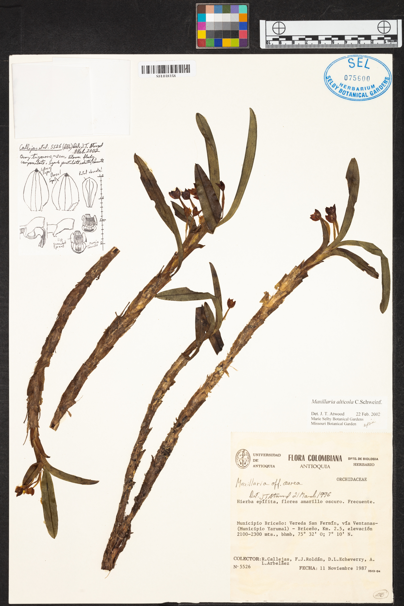 Maxillaria alticola image