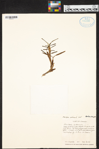 Maxillaria arbuscula image