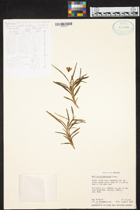 Maxillaria arbuscula image