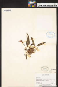Maxillaria virguncula image