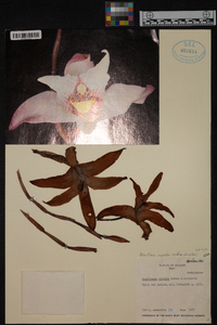 Image of Maxillaria augustae-victoriae