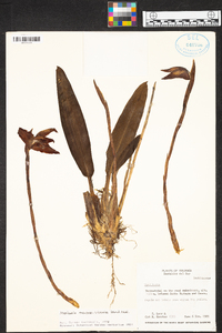 Maxillaria augustae-victoriae image