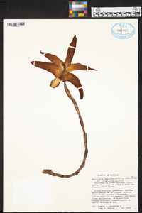 Maxillaria augustae-victoriae image