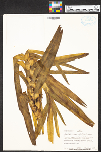 Maxillaria aurea image