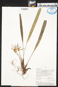 Maxillaria weberbaueri image
